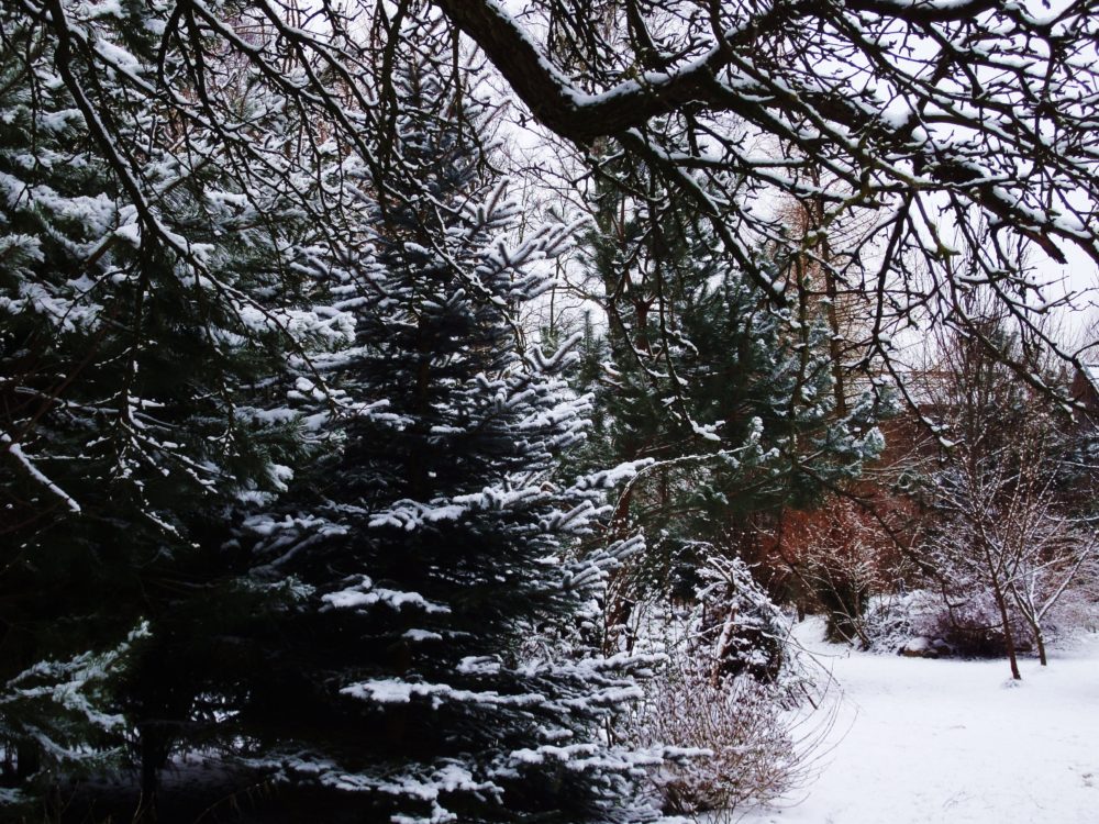 Wintertuin/tuin winter: jouw hof in de koude maanden