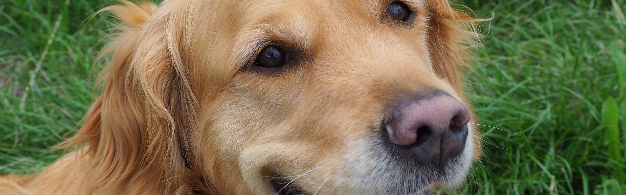 De positieve effecten van een therapiehond tijdens logopedie