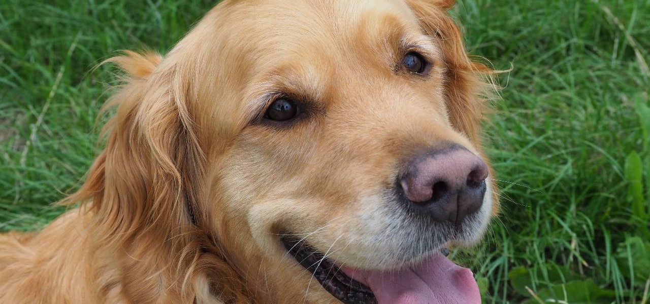 De positieve effecten van een therapiehond tijdens logopedie