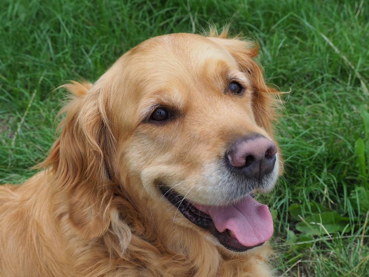 De positieve effecten van een therapiehond tijdens logopedie