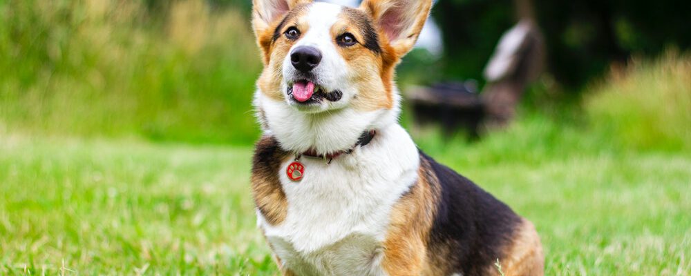 Kan mijn hond giardia op een mens overbrenge