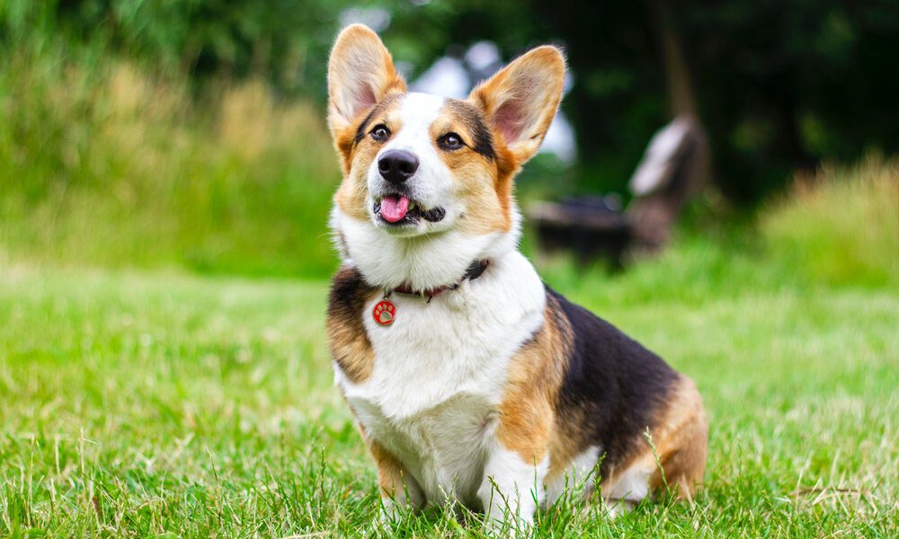 Kan mijn hond giardia op een mens overbrenge