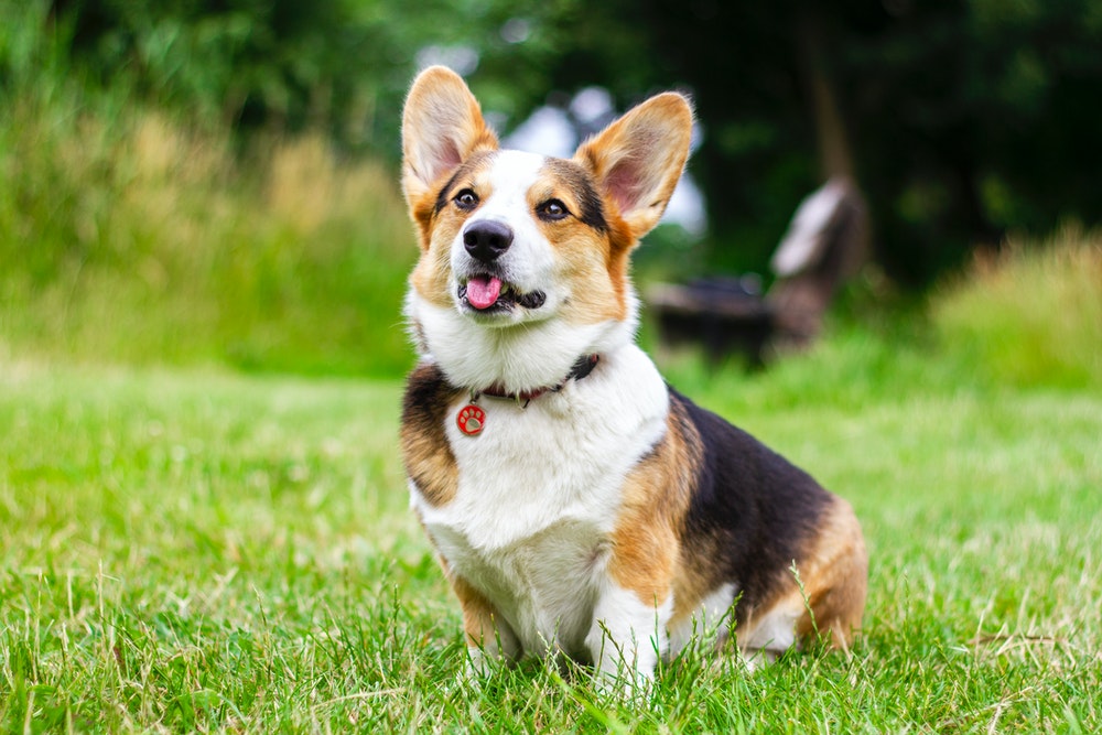 Kan mijn hond giardia op een mens overbrengen?