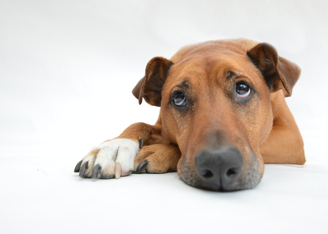 Alles wat je moet weten over gevoelige honden