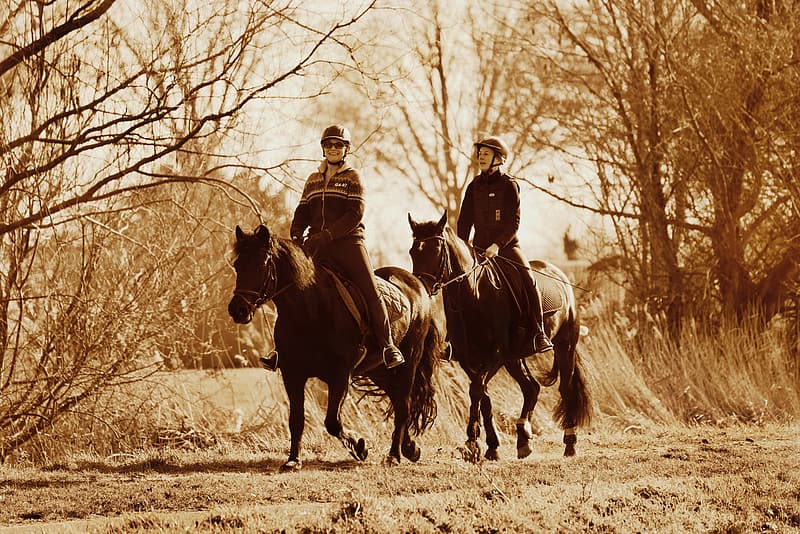 3 redenen om vaker te gaan paardrijden