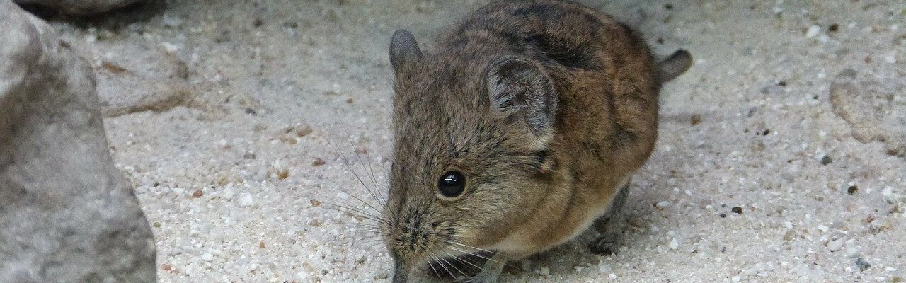 Dode muis in huis