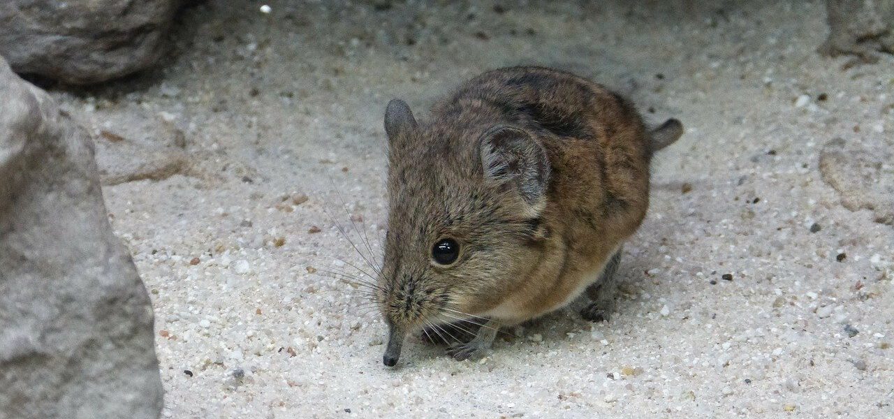 Dode muis in huis