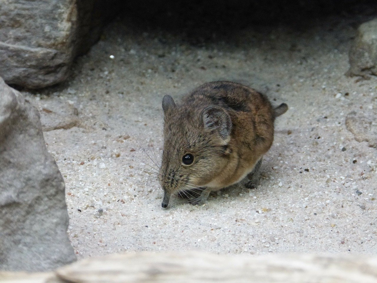 Dode muis in huis? Zo verwijder je eenvoudig nare luchtjes!