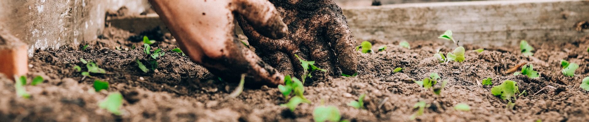 Wil jij je eigen moestuin beginnen? Dit is hoe je het aanpakt