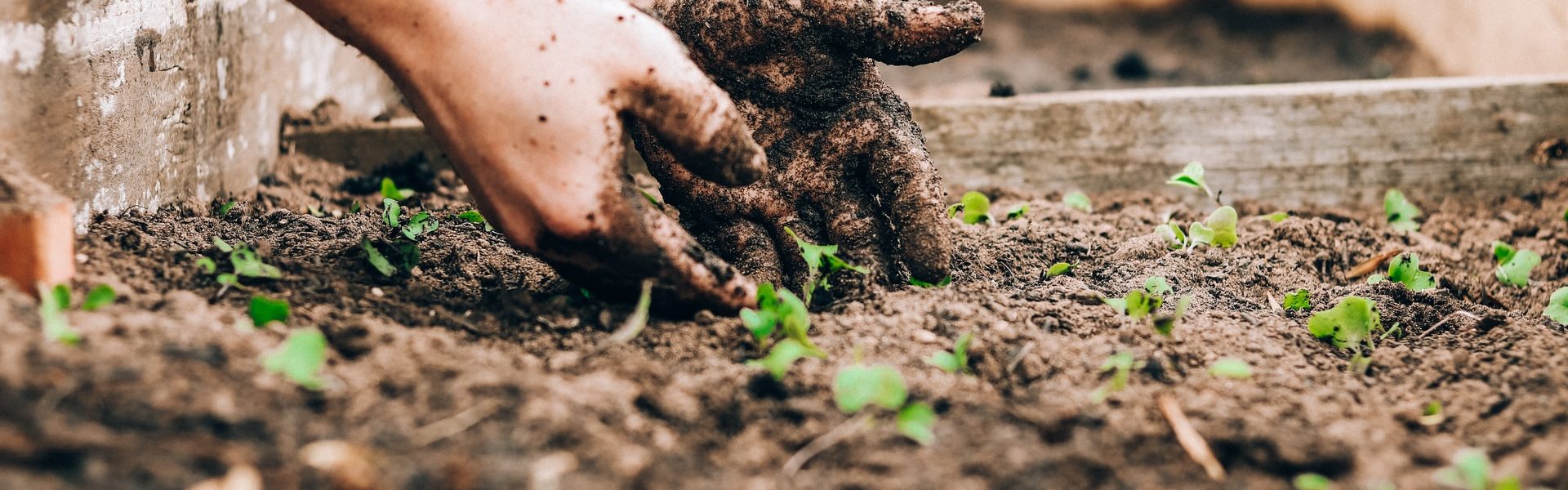 Wil jij je eigen moestuin beginnen? Dit is hoe je het aanpakt