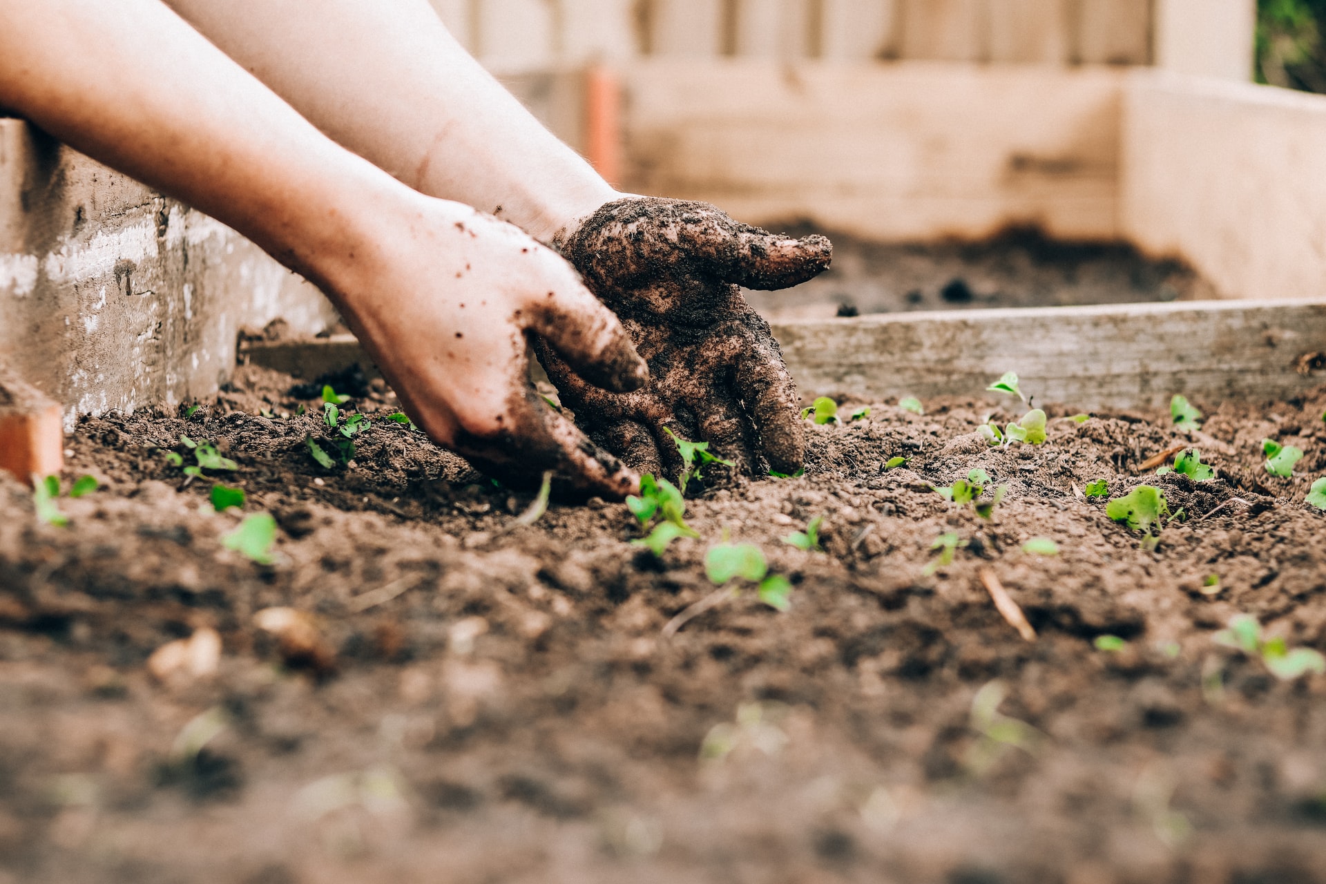 Wil jij je eigen moestuin beginnen? Dit is hoe je het aanpakt 