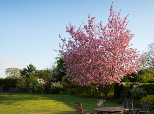 Tuinonderhoud in het voorjaar