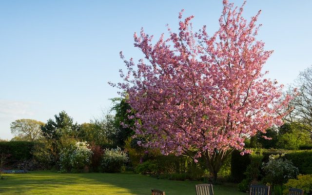 Tuinonderhoud in het voorjaar